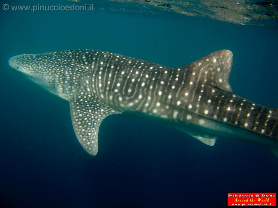 Djibouti - Whale Shark - 10.jpg